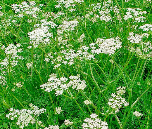 CARAWAY Carum Carvi – 1,000 Bulk Seeds