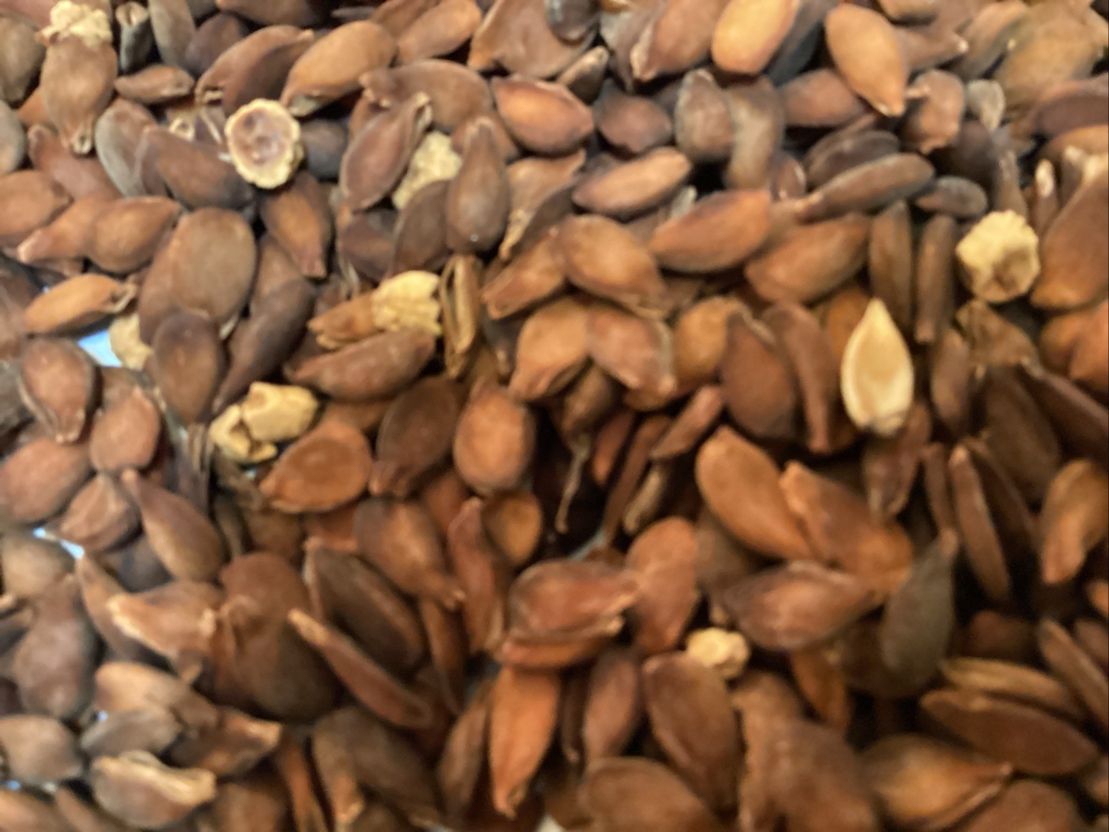 Bartlett Pear Tree Seeds (PYRUS COMMUNIS BARTLETT)