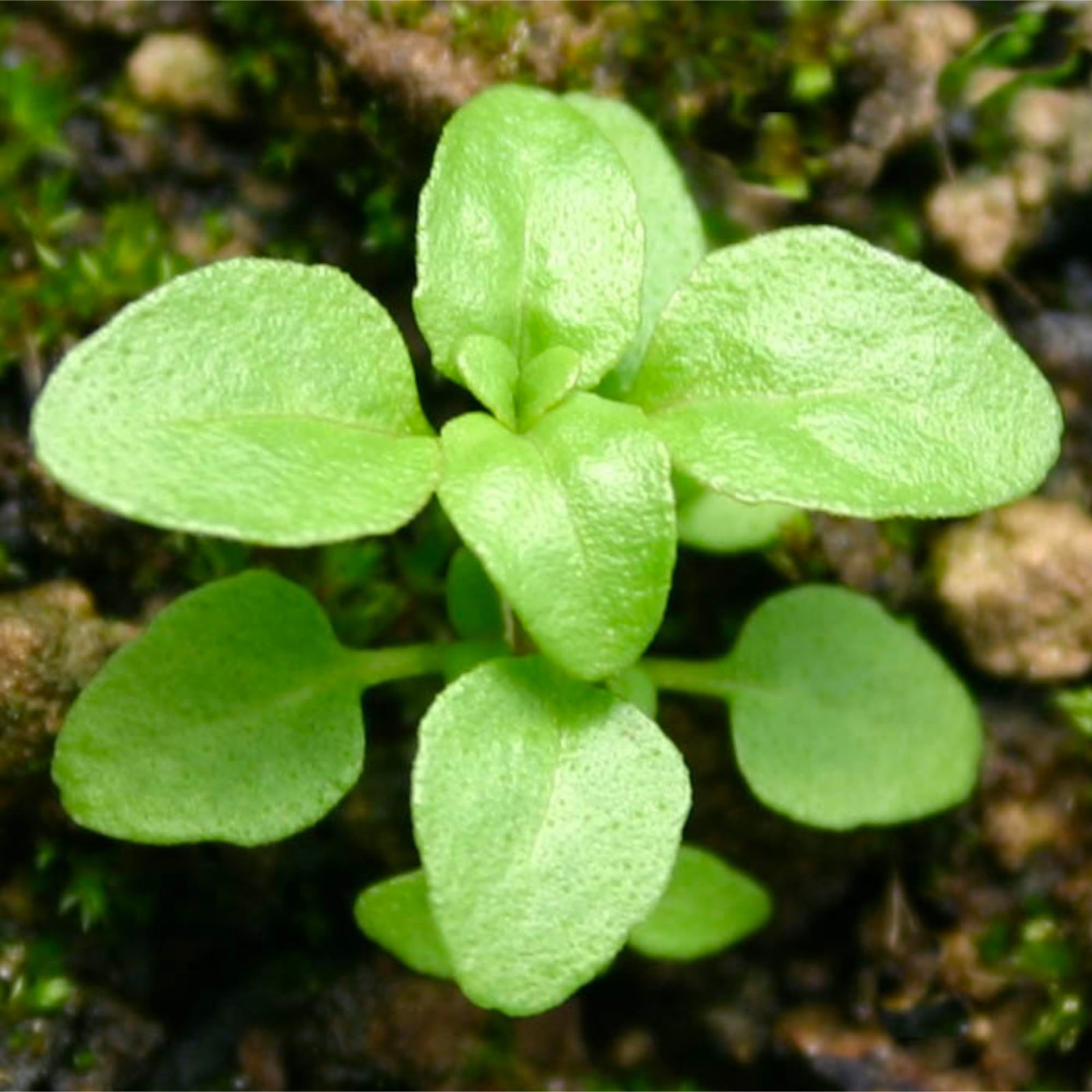 , Pennyroyal Mint Seeds – 1,000 Heirloom Seeds for Planting Mentha pulegium -…
