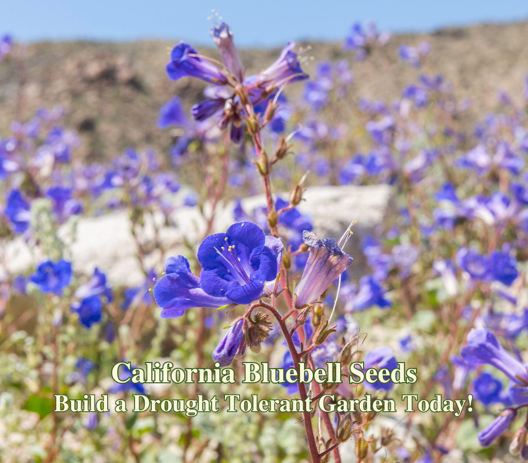 California Bluebell Seeds California Native Phacelia Campanularia Low Water Seed