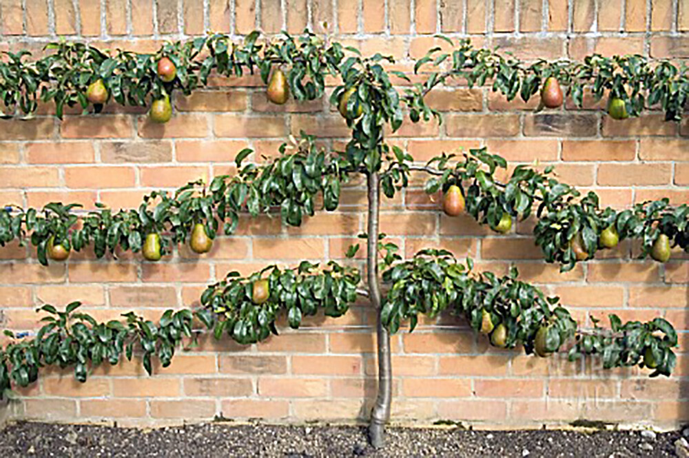 Bartlett Pear, Pyrus communis, ‘Bartlett’, Tree Seeds (Fast, Edible, Fall Color)