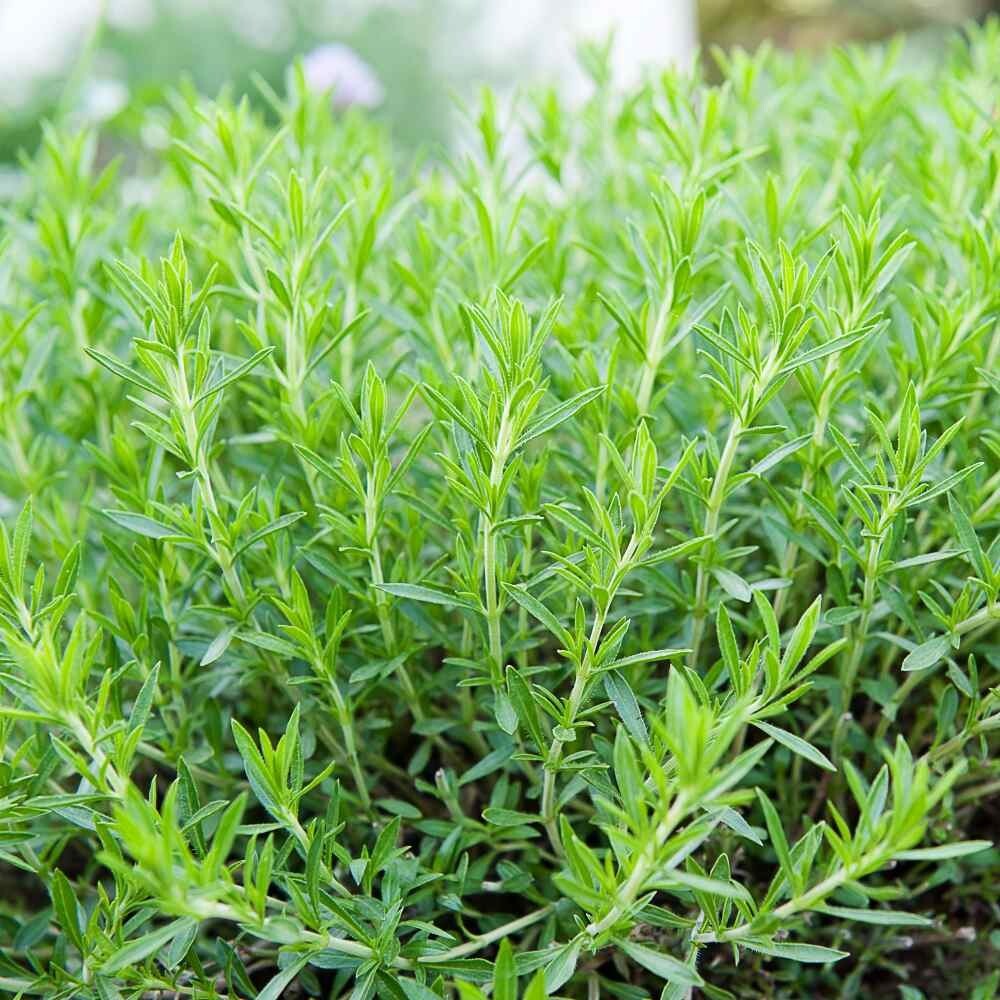 Tarragon (Artemisia Dracunculus) SEEDS
