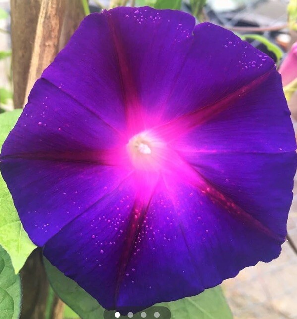 50 Royal Purple Morning Glory Seeds | Non-GMO | Free Shipping | Kay’s Seeds