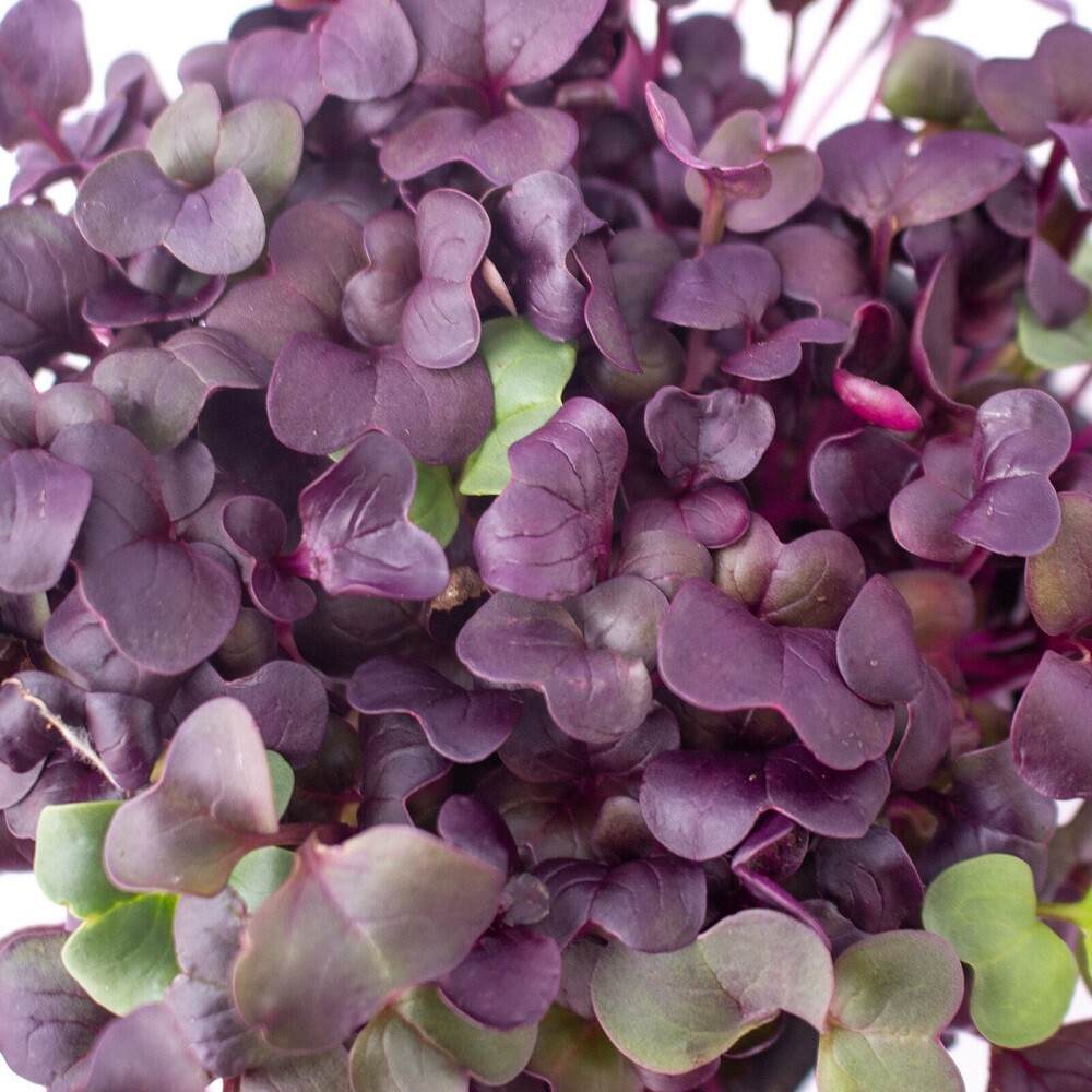 Purple Radish MICROGREEN Seeds | Non-GMO | Heirloom | Seeds for Sprouting