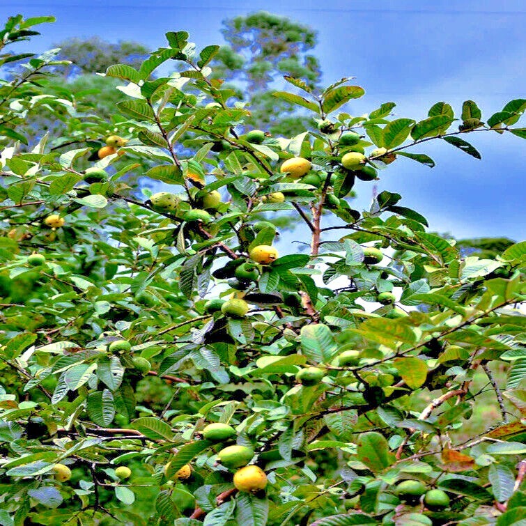 20 Lemon Apple Guava Tree Fruit Seeds ‘Ruby Supreme’ Plant (Psidium guajava)