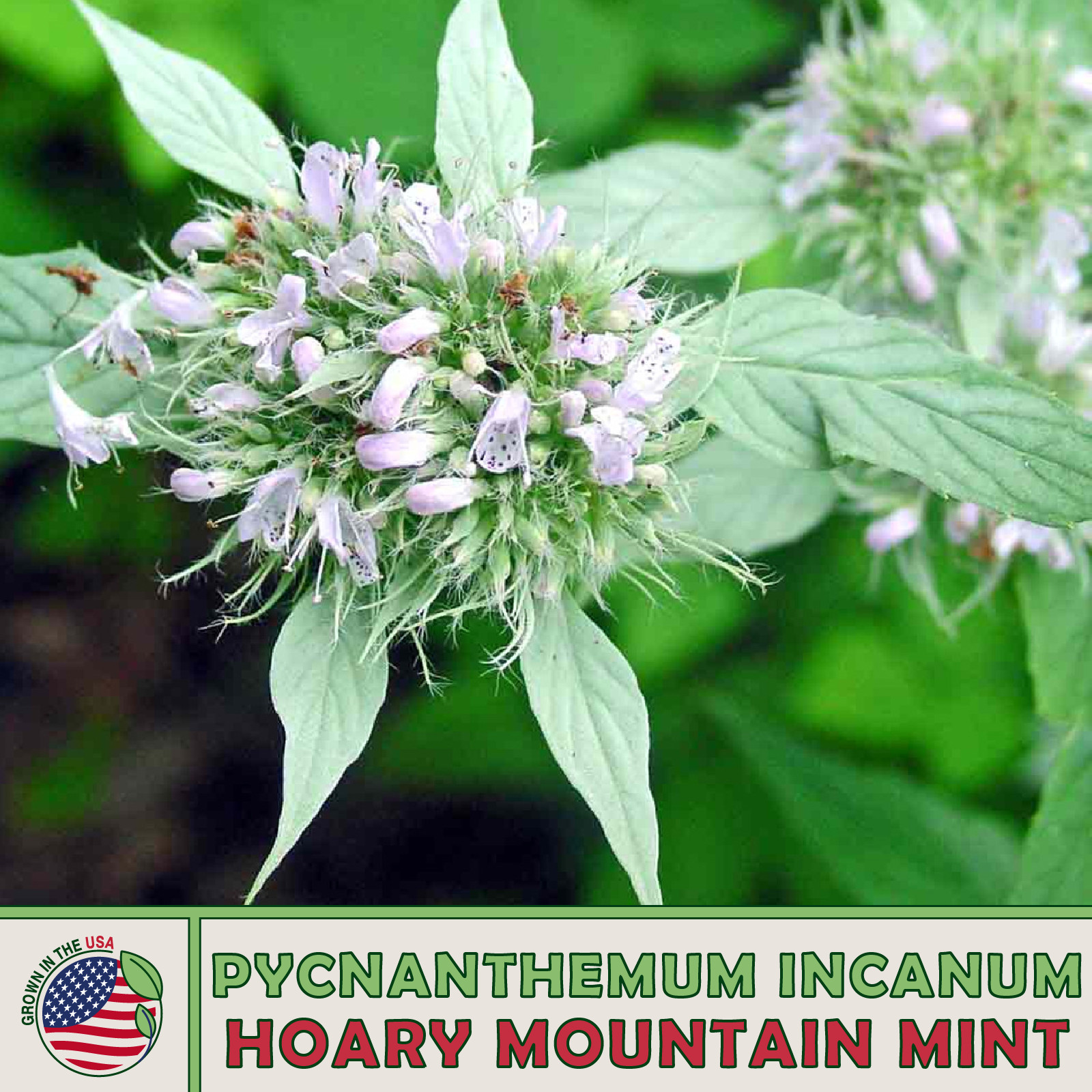 100 Hoary Mountain Mint Seeds, Pycnanthemum incanum, Native Perennial Wildflower