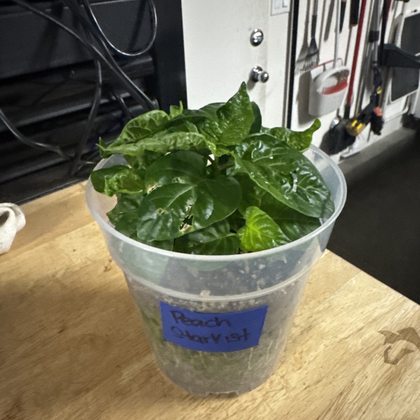 5 Peach Starkist Pepper Plants!! Healthy And Rooted!! Ready To Ship!!