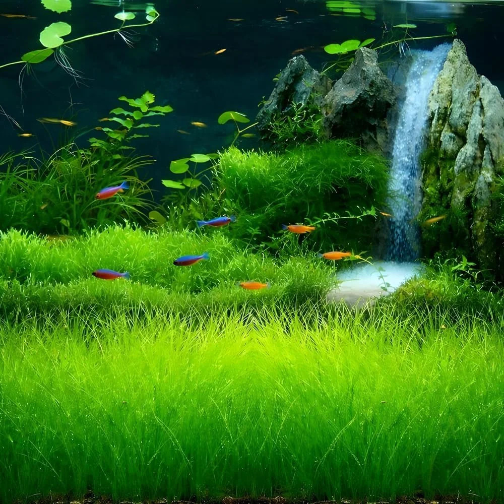 Premium Aquarium Plant Seeds for Planting – 8,000+ Live Mixed Seeds, 4 Varieties