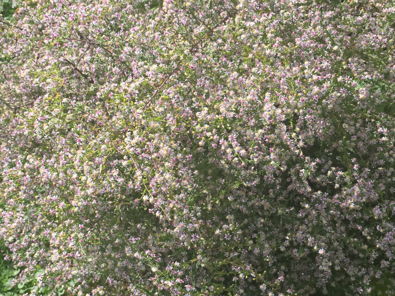 1/4 teasp+ Calico Aster Seed/NATIVE/Symphyotrichum lateriflorum /Native US Plant