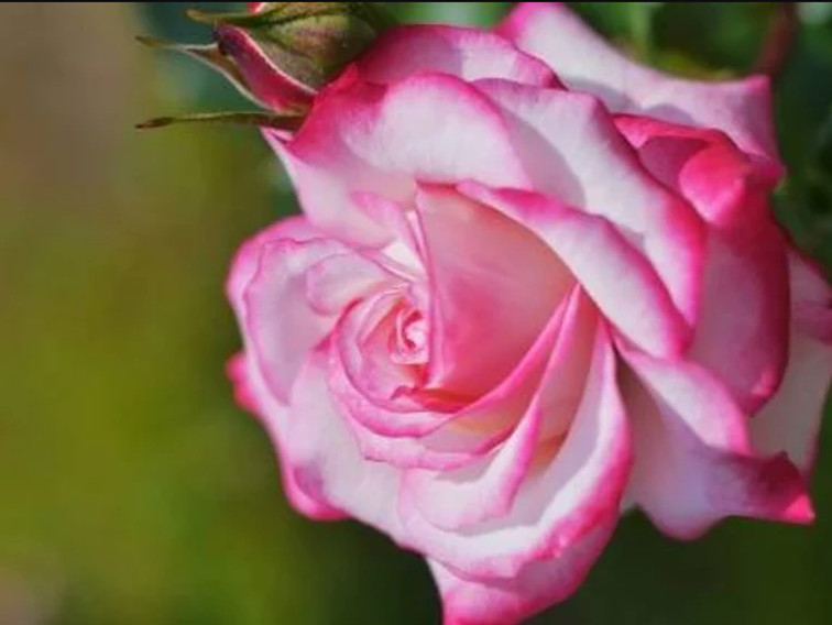 30+ Seeds|White Pink Hybrid Tea Flower Perennial Rose Seeds #1051
