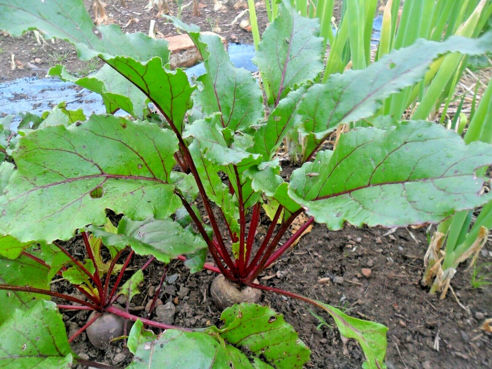 101+EARLY WONDER Beet Seeds Native Heirloom Vegetable Garden Patio Container