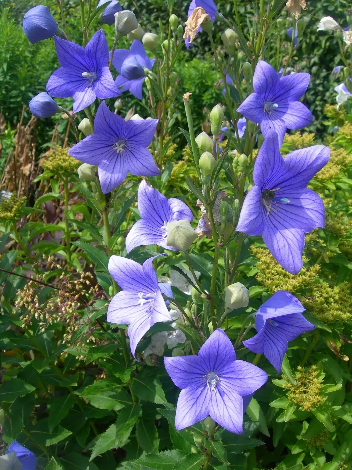 20 Balloon Flower Toraji Platycodon grandiflorus seeds