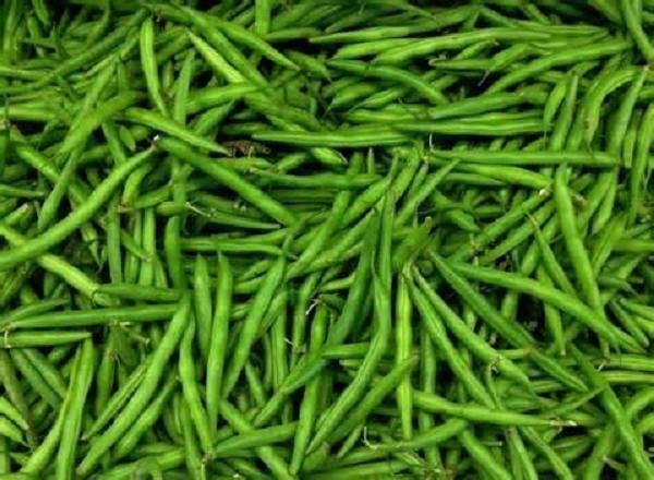 Blue Lake Bush Snap Bean Seeds, Heirloom Seeds – NON GMO, A kitchen favorite.