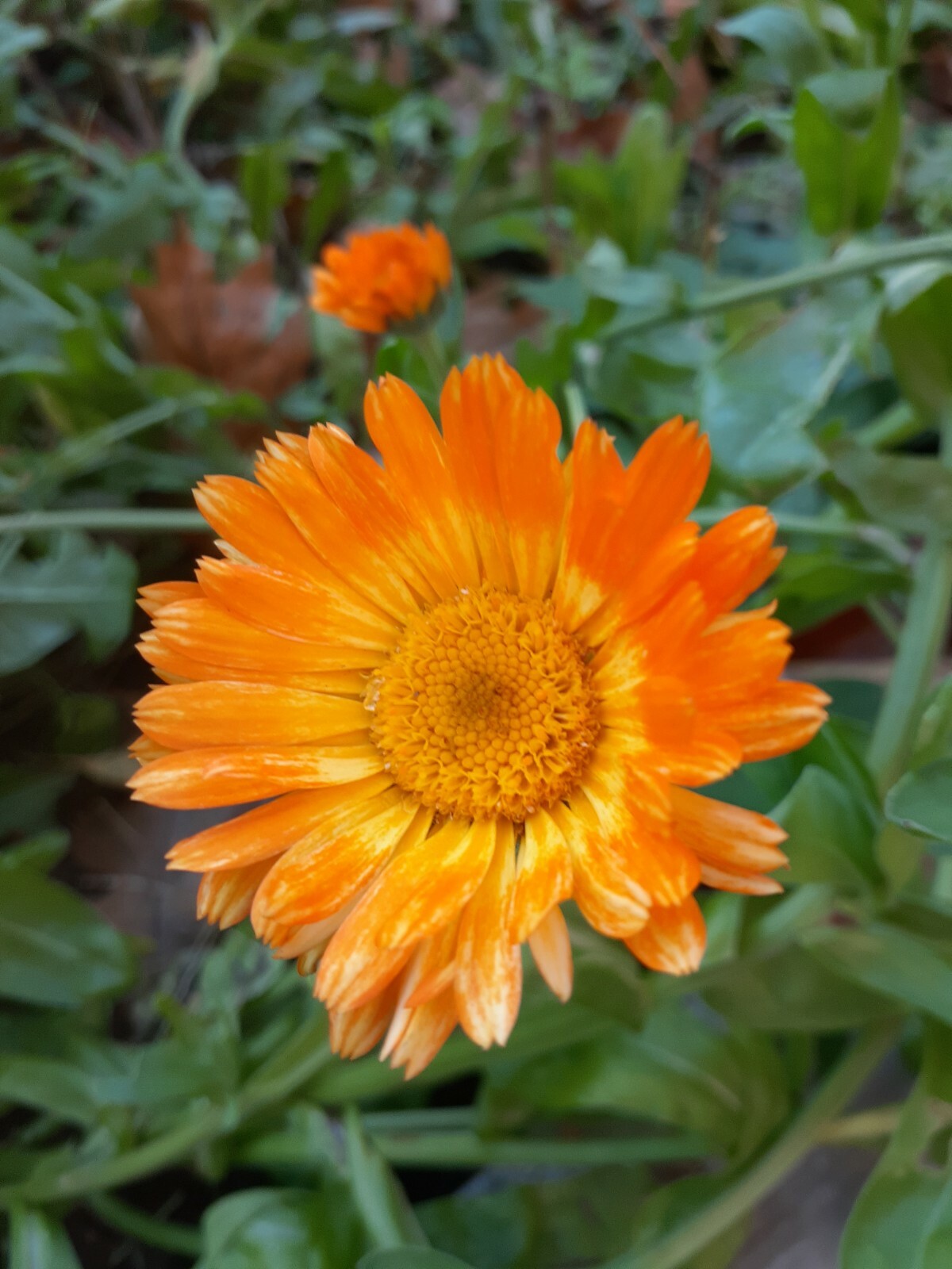 calendula mix 35+ Seeds