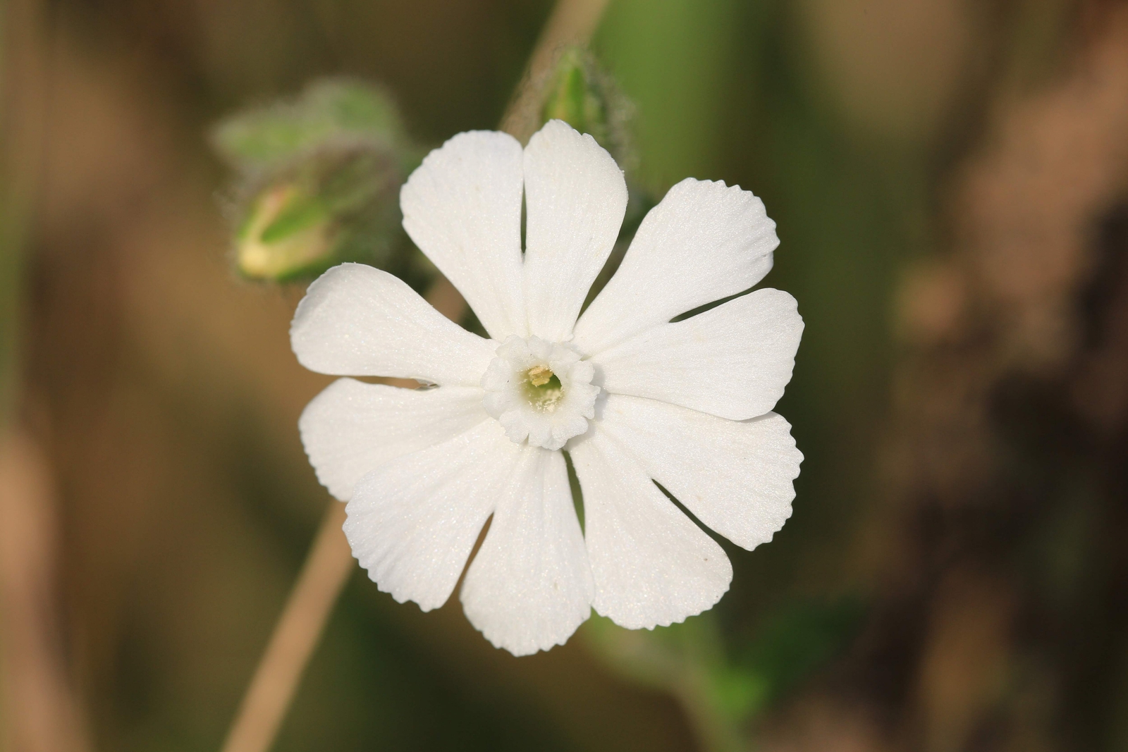 50 WHITE LYCHNIS Coronaria Alba Rose Campion Silene Flower Seeds