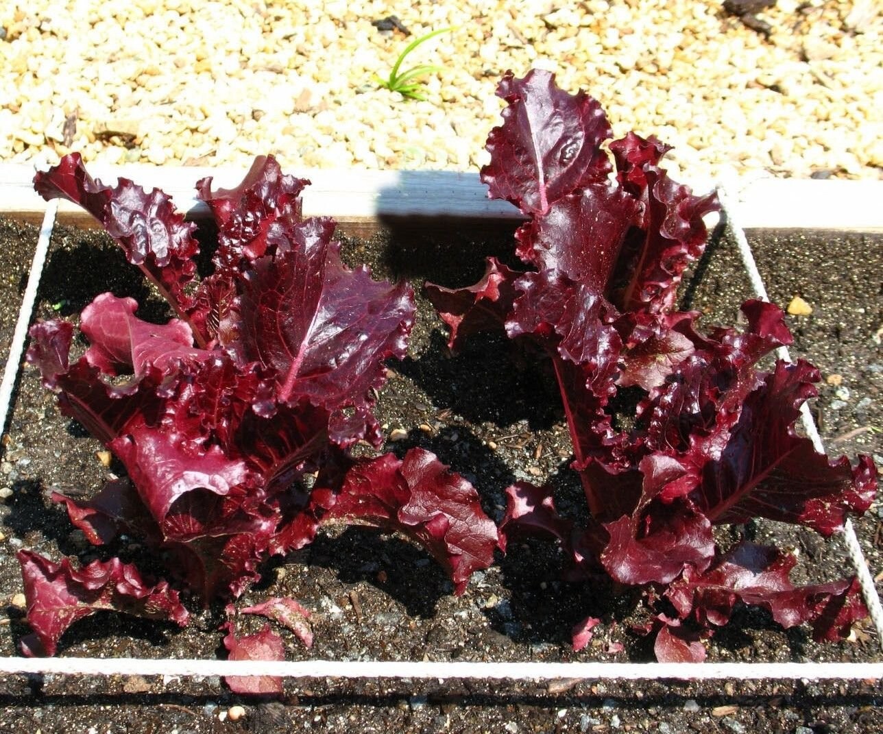 500+ RED ROMAINE LETTUCE SEEDS – HEIRLOOM – ORGANIC – NON GMO ———- FRESH