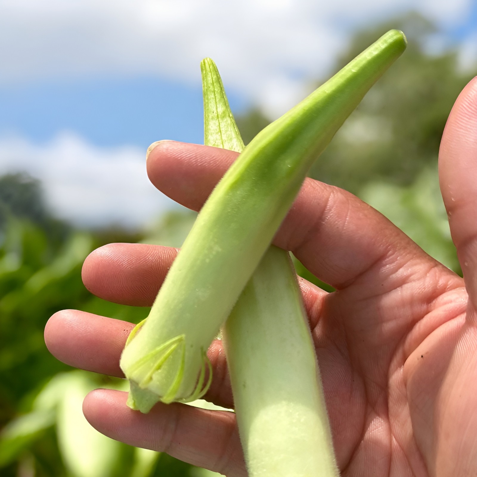 60 Heirloom Blondy Okra Seeds – High Yielding Compact Tender 3-5″ Pods Organic