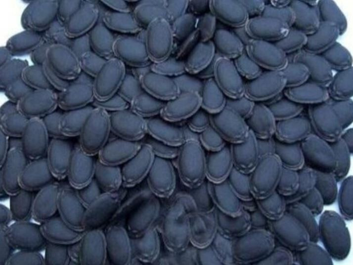 2024 30+ Premium Luffa Gourd Seeds 丝瓜籽 Extra Long Heirloom, Non-GMO