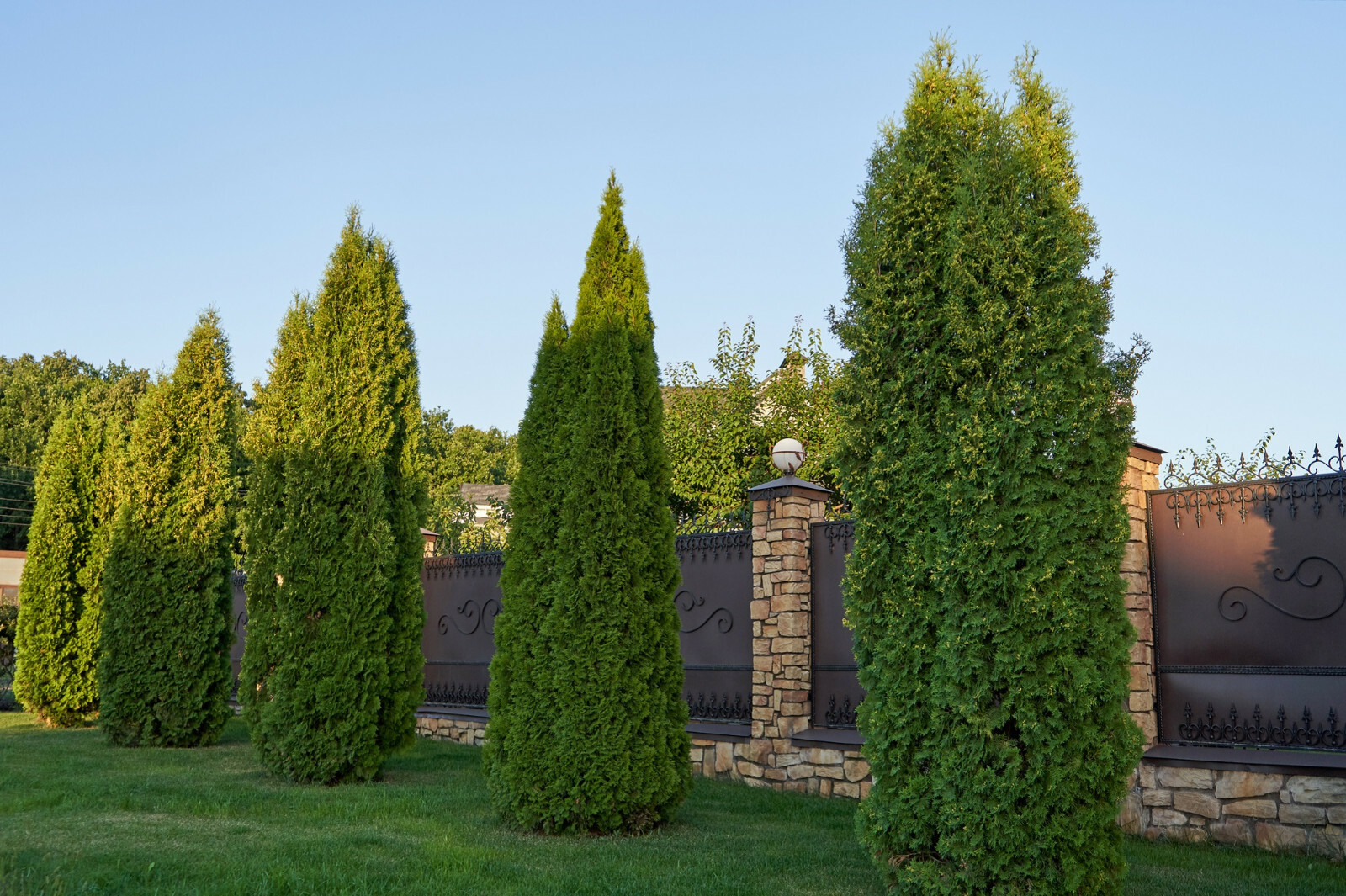 50+ THUJA TREE SEEDS (Thuja occidentalis) White Cedar Arborvitae Hedge Row FAST