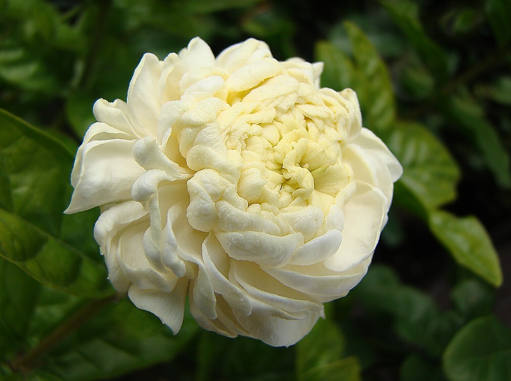 Grand Duke of Tuscany Jasmine~Jasminum Sambac~~SMALL Rooted STARTER Plant~