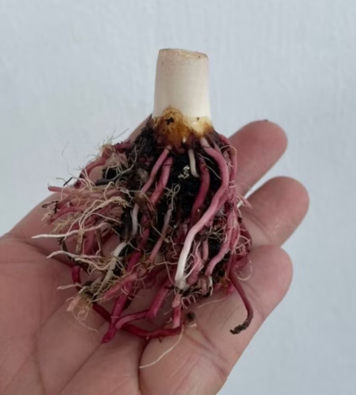 AUTHENTIC Caladium Tootsie 1 bulbs