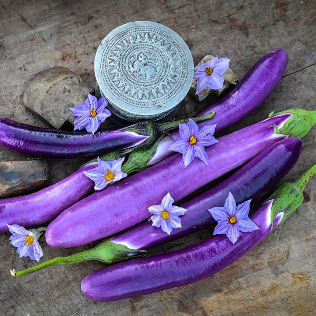 Fresh Chinese Eggplant Seeds | Ping Tung | Heirloom Non-GMO | Asian Vegetable