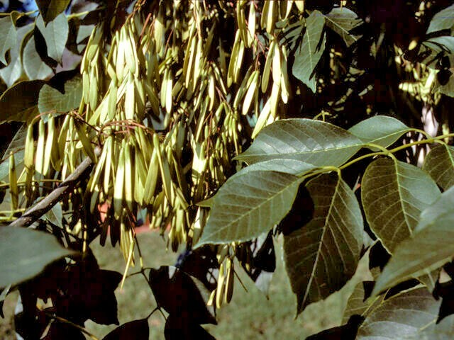 20 WHITE ASH SEEDS – Fraxinus americana