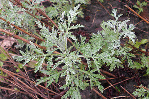 Artemisia frigida | Fringed Sagewort | Pasture or Prairie Sage | 20 Tiny Seeds