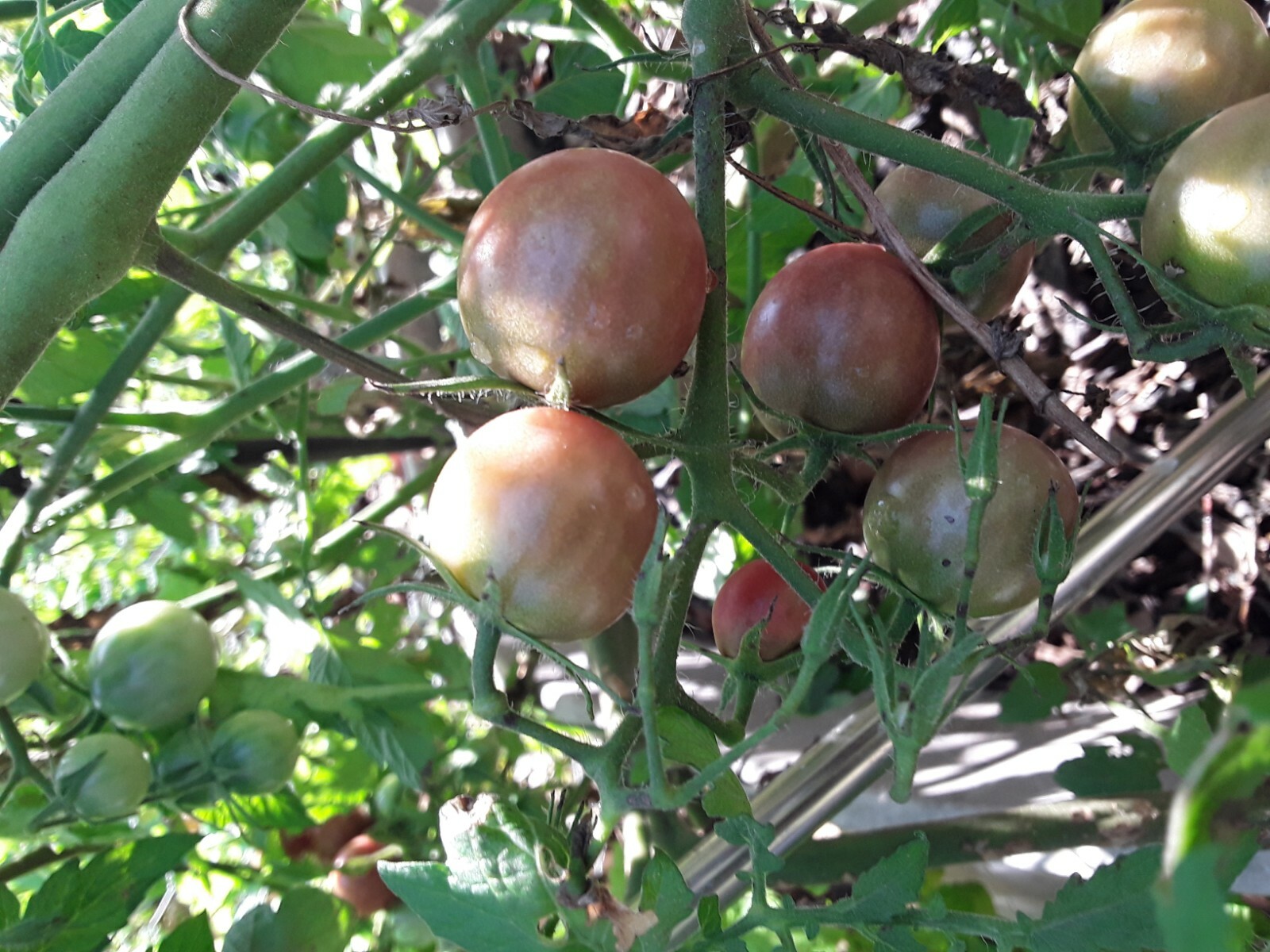 50 Black Cherry Tomato seeds. NON-GMO. No pesticides or herbicides used.