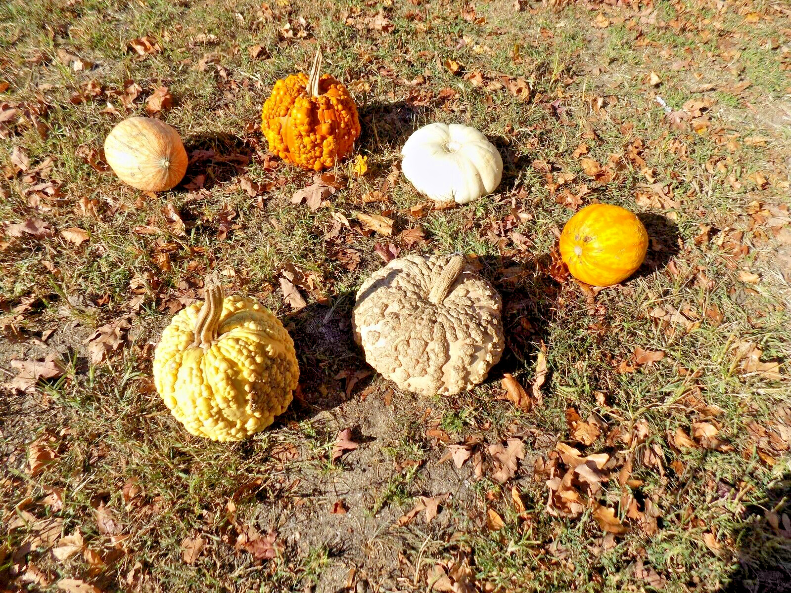 15 PEANUT PUMPKIN SEEDS – Cucurbita maxima