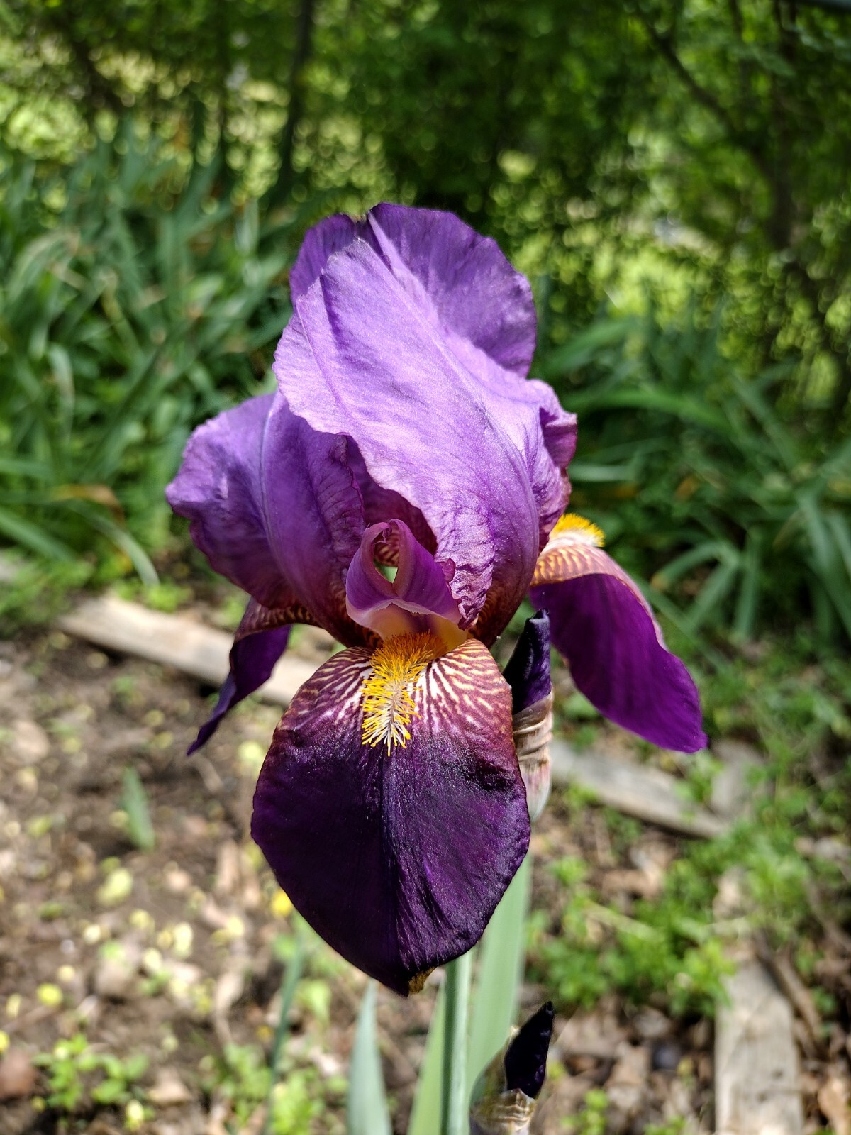 “100 Mixed Variety Bearded Iris– GREAT VALUE• Fresh•Hardy•EASY to Grow