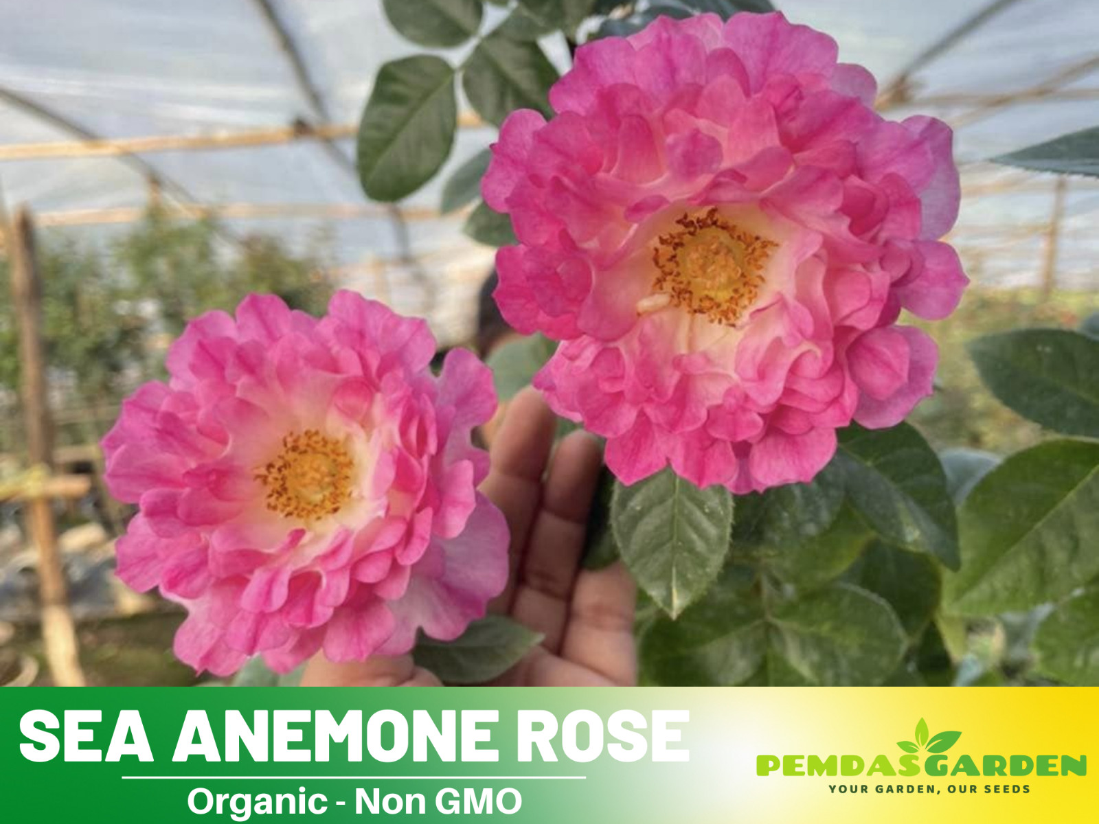 30+ Seeds| Sea Anemone Perennial Rose Seeds