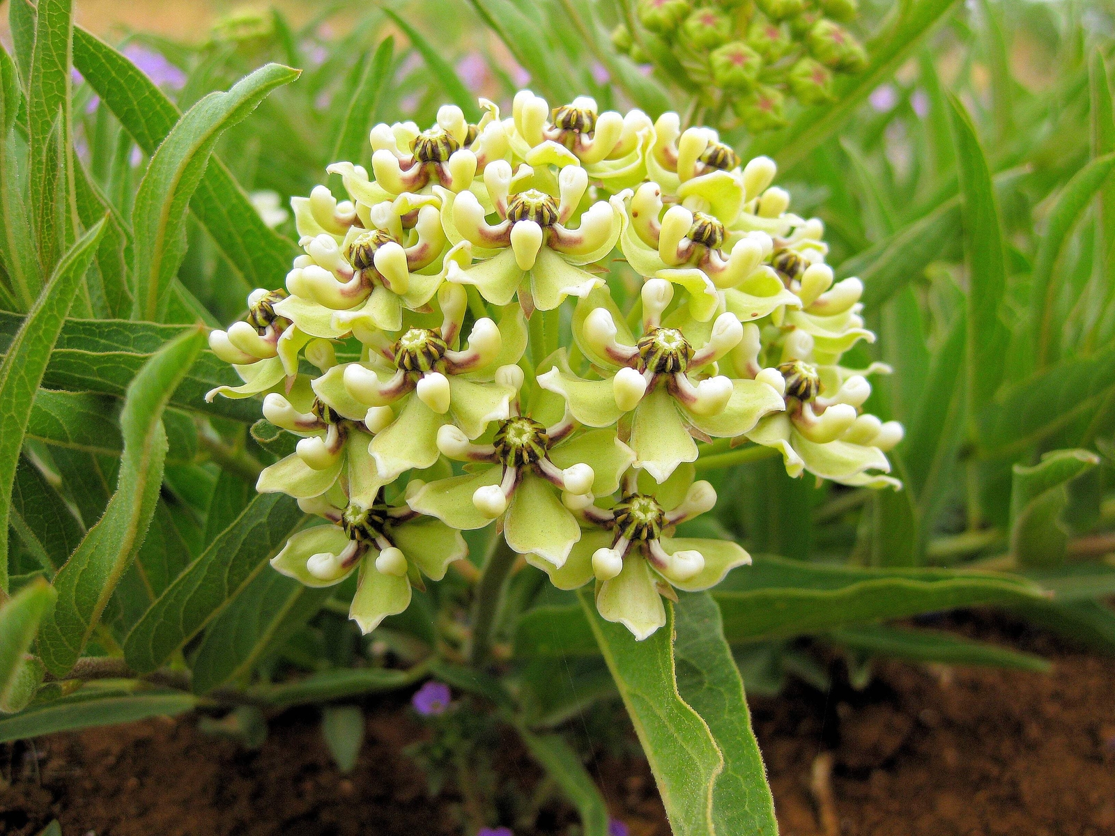 20 Green SPIDER MILKWEED Asclepias Viridis White Purple Monarch Flower Seeds