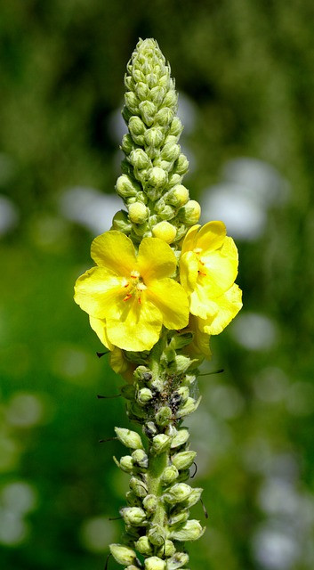 Mullein Seeds, 1/8 tsp. Approx. 1000 seeds, From SW New Mexico, Big Soft Leaves