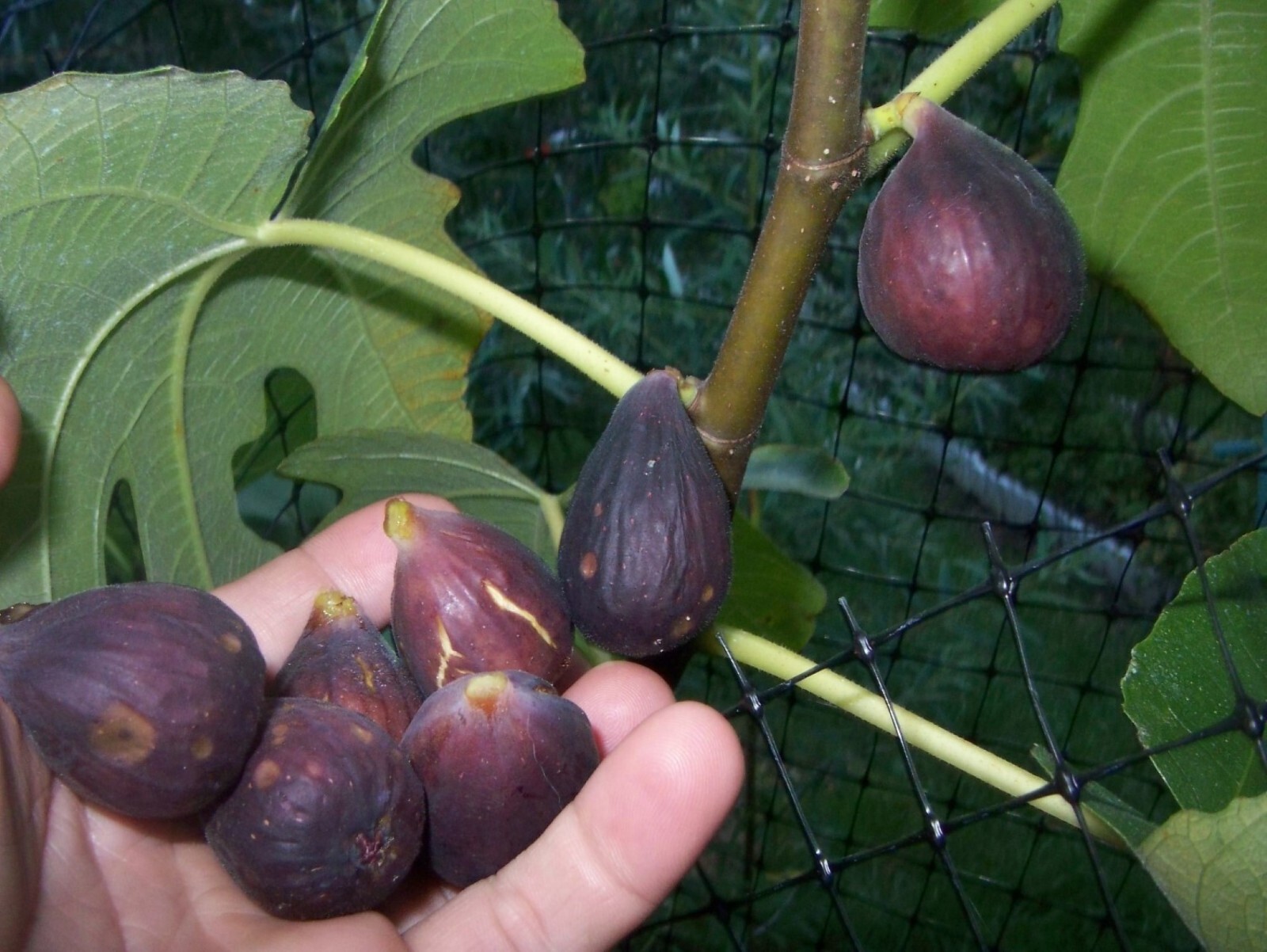 36-48″ tall Violette De Bordeaux Fig Plant – Ficus carica tree, not for CA