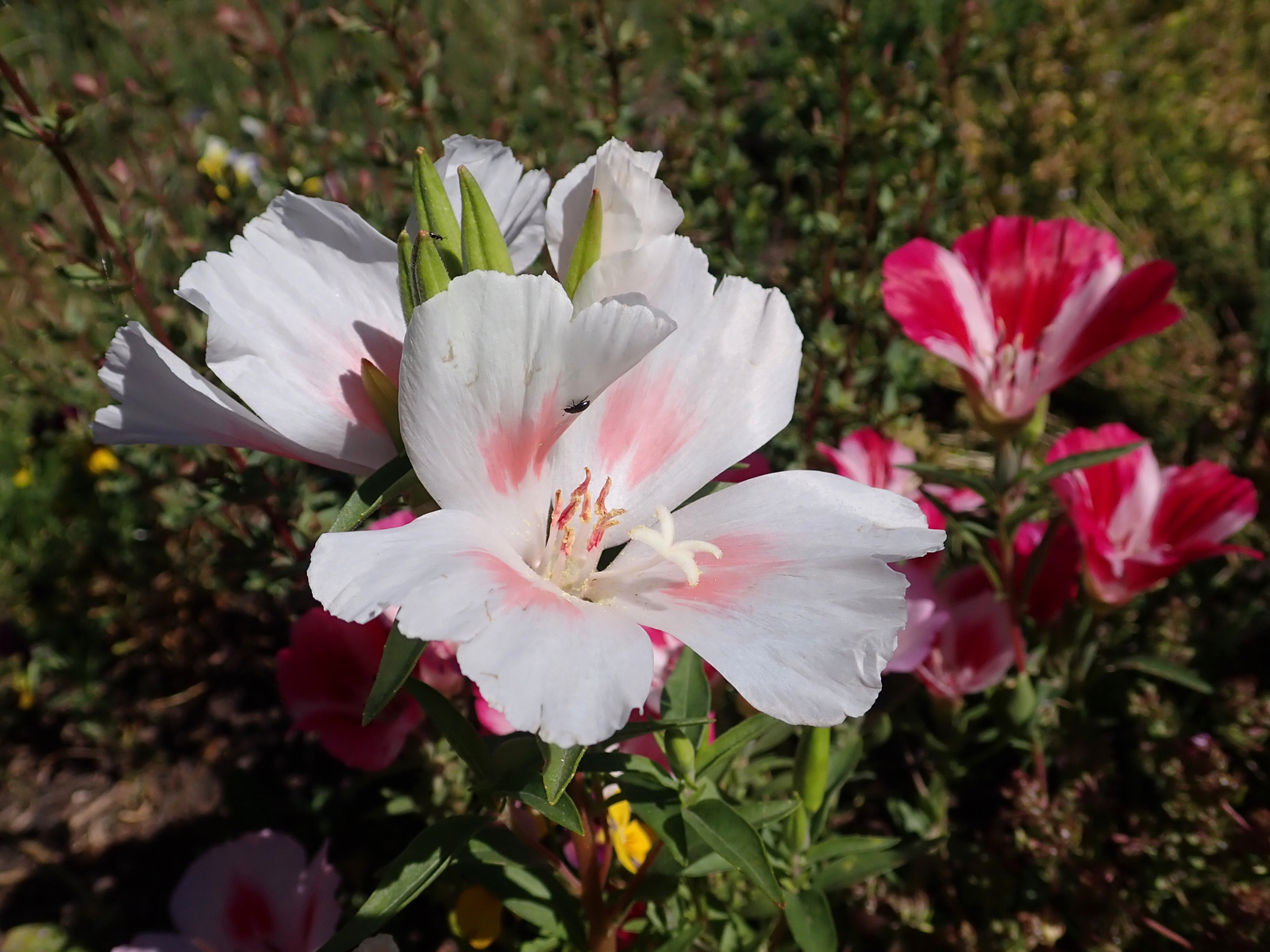2,000 CLARKIA AMOENA Seeds (White Farewell to Spring) | NON-GMO | Free shipping