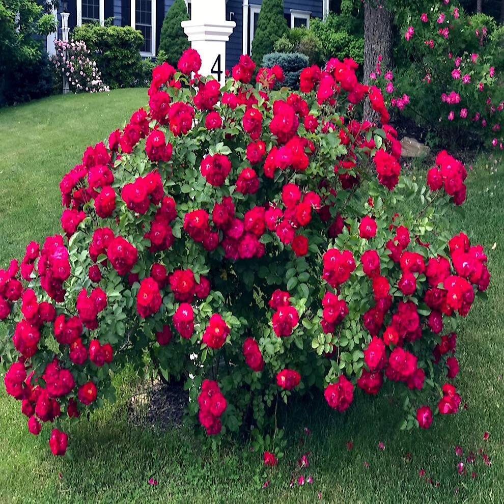 JAPANESE RED ROSE BUSH FLOWER SEEDS Rosa Rugosa Rubra Garden Hardy Flower Plant