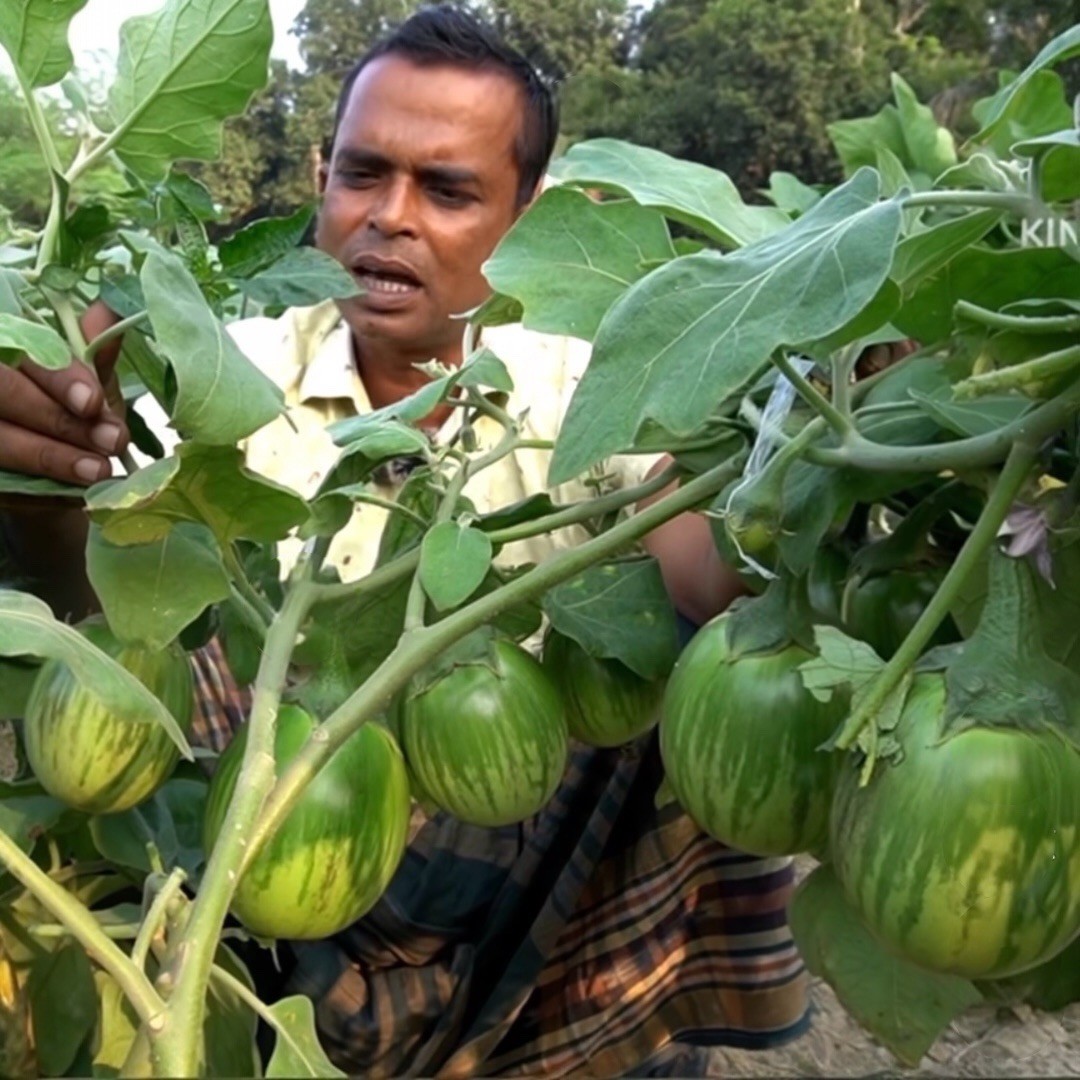 Brinjal Noyonkajol Organic Seeds | Bangladeshi Heirloom Eggplant Seeds 1 Gram