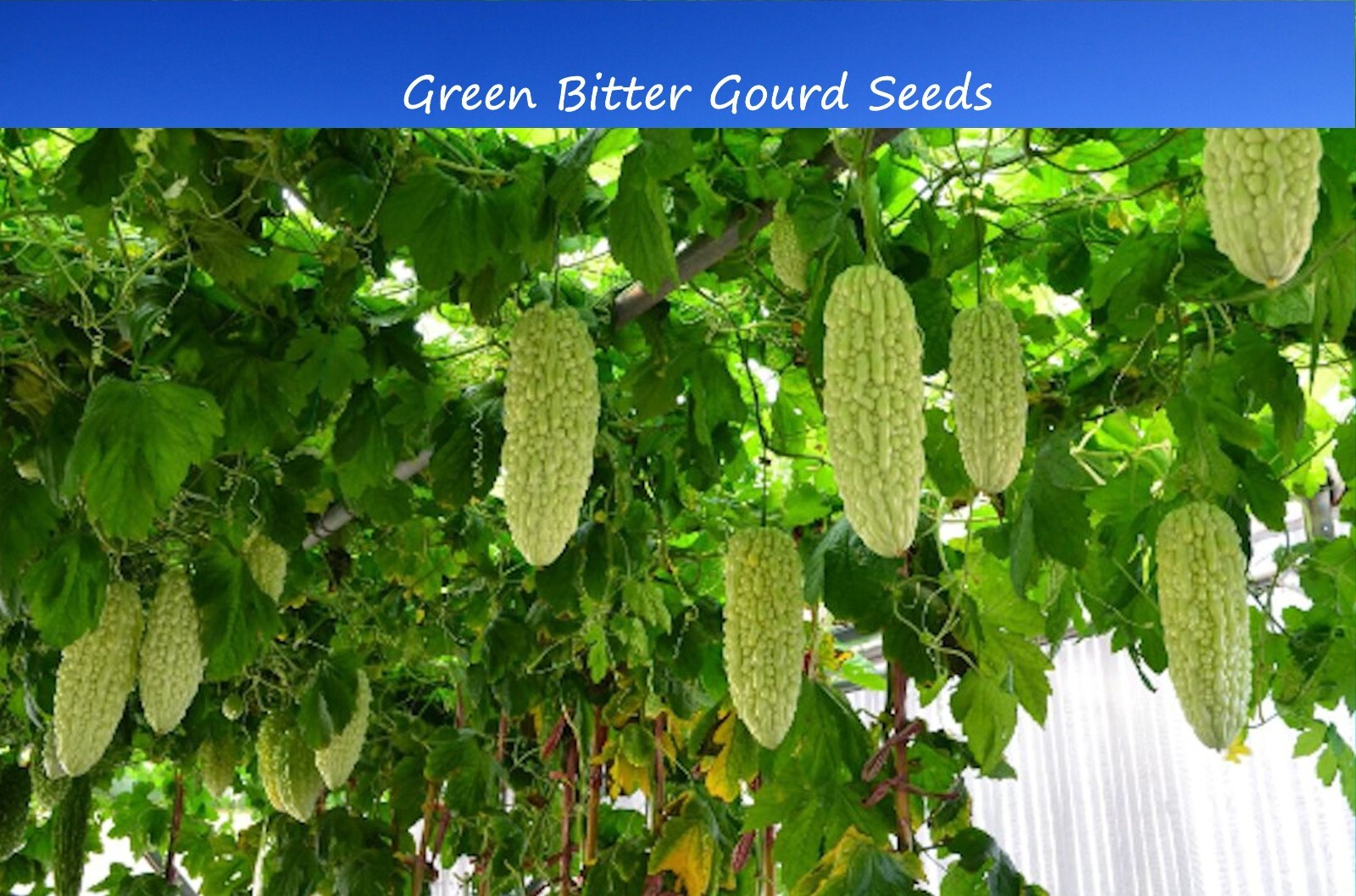 Tropical Gourd Seeds -Green Indian Bitter Gourd Momordica charantia 10 Seeds