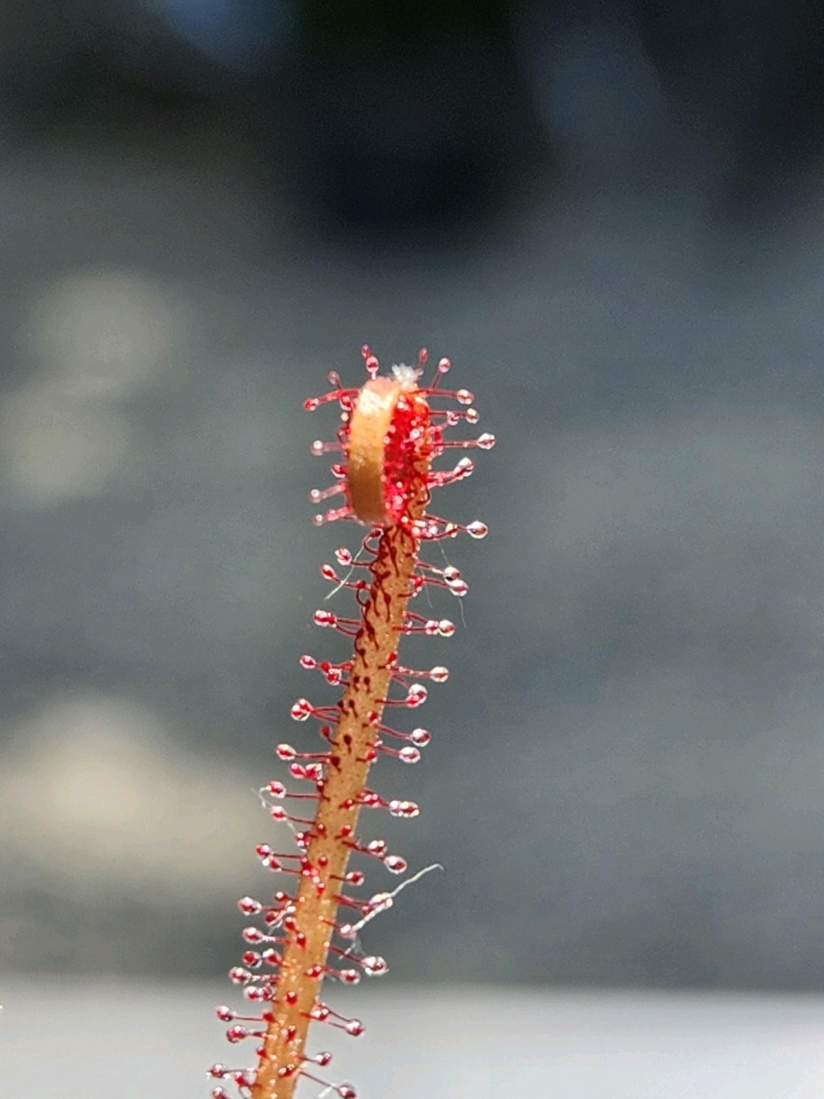 CARNIVOROUS PLANT 2 PACK- LIVE- Drosera Binita EXTRA RED, Drosera Filiformis