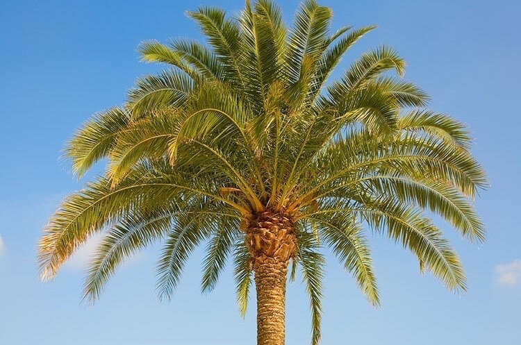 MEDJOOL DATE PALM TREE SEEDS, (Phoenix Dactylifera) Edible Fruit – 10 Seeds