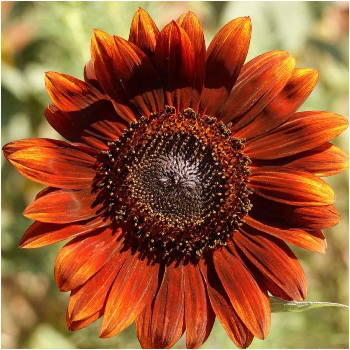 Seed Needs Sunflower Seed Packet Variety Collection – 6 Unique Varieties
