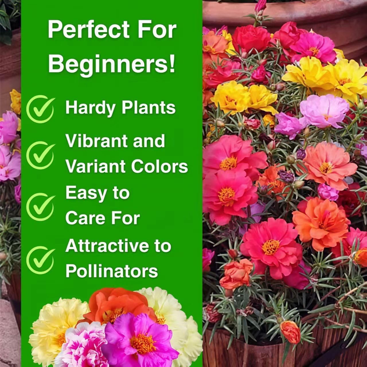 20,000+ Moss Rose Seeds (Portulaca Grandiflora) – Mixed Color Perennial Ground C