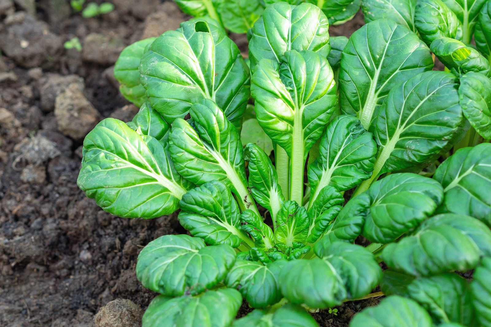 1000 TATSOI Brassica Rapa Rosularis Tat Soi Bok Choy Spinach Mustard Greens Seed