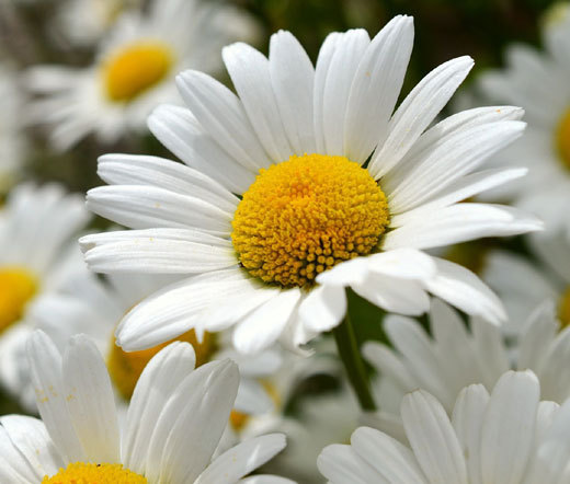 DAISY SHASTA Chrysanthemum Maximum – 25,000 Bulk Seeds