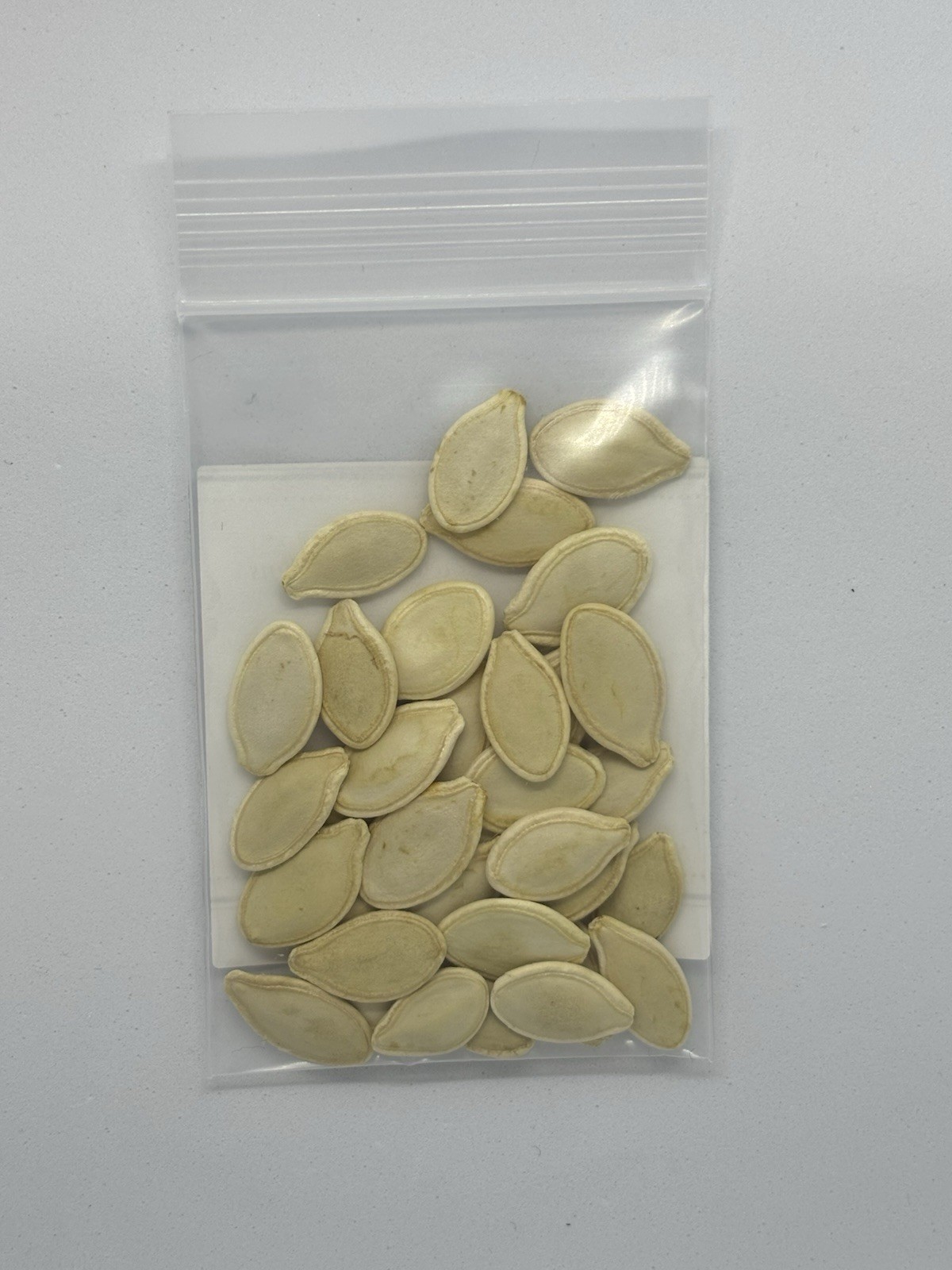 Connecticut Field Pumpkin Seeds-30 Count