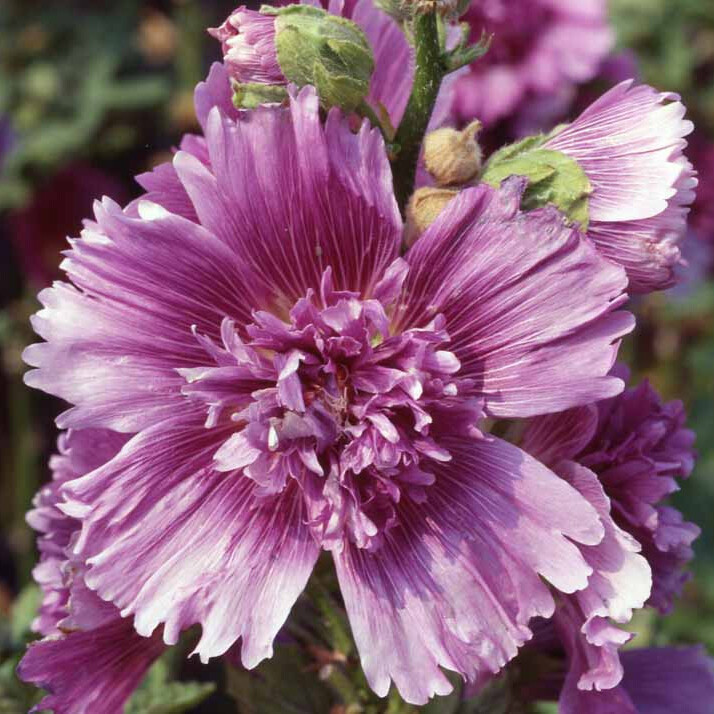 Queeny Purple Hollyhock Seeds | 2004 AAS Winner | Free Shipping | 1196
