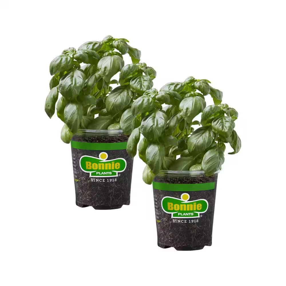 19 oz. Sweet Basil Herb Plant: 2-Pack, Fresh Culinary Herbs NEW