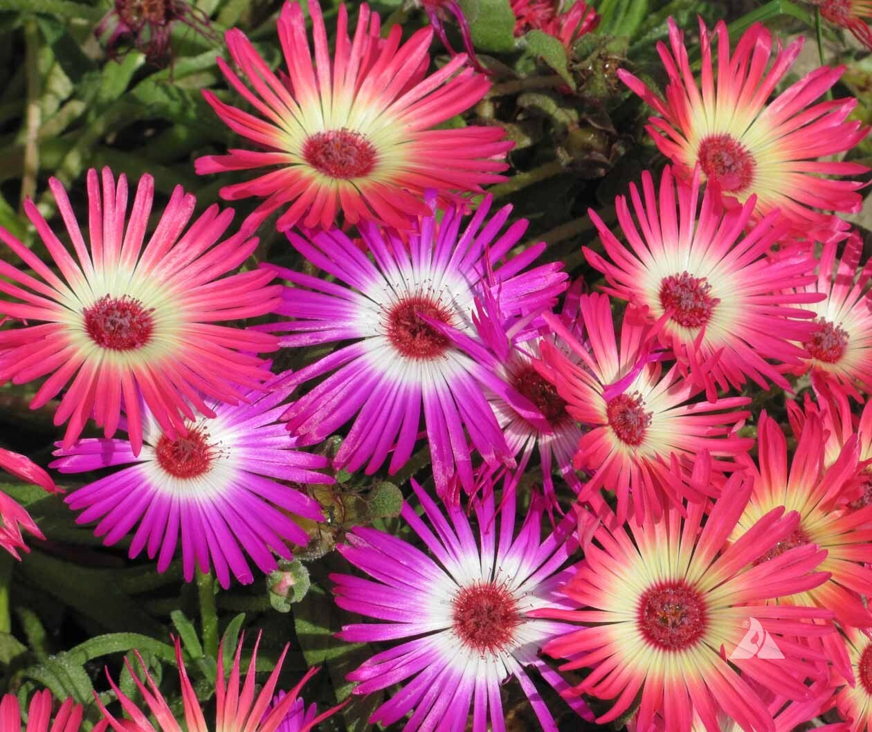 1oz Ice plant Flower Seeds Mixed Dorotheanthus bellidiformis IcePlant