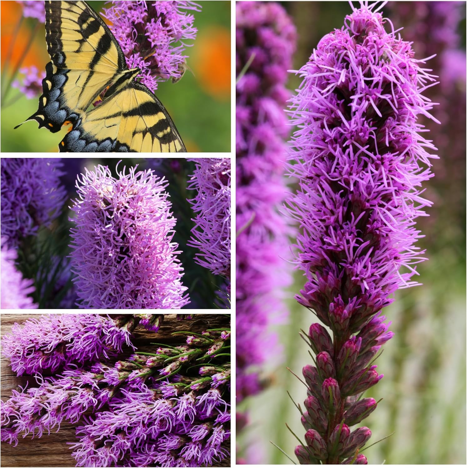 , Gayfeather Seeds – 500 Heirloom Seeds for Planting Liatris Spicata – Perennial